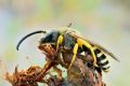 Halictus scabiosae